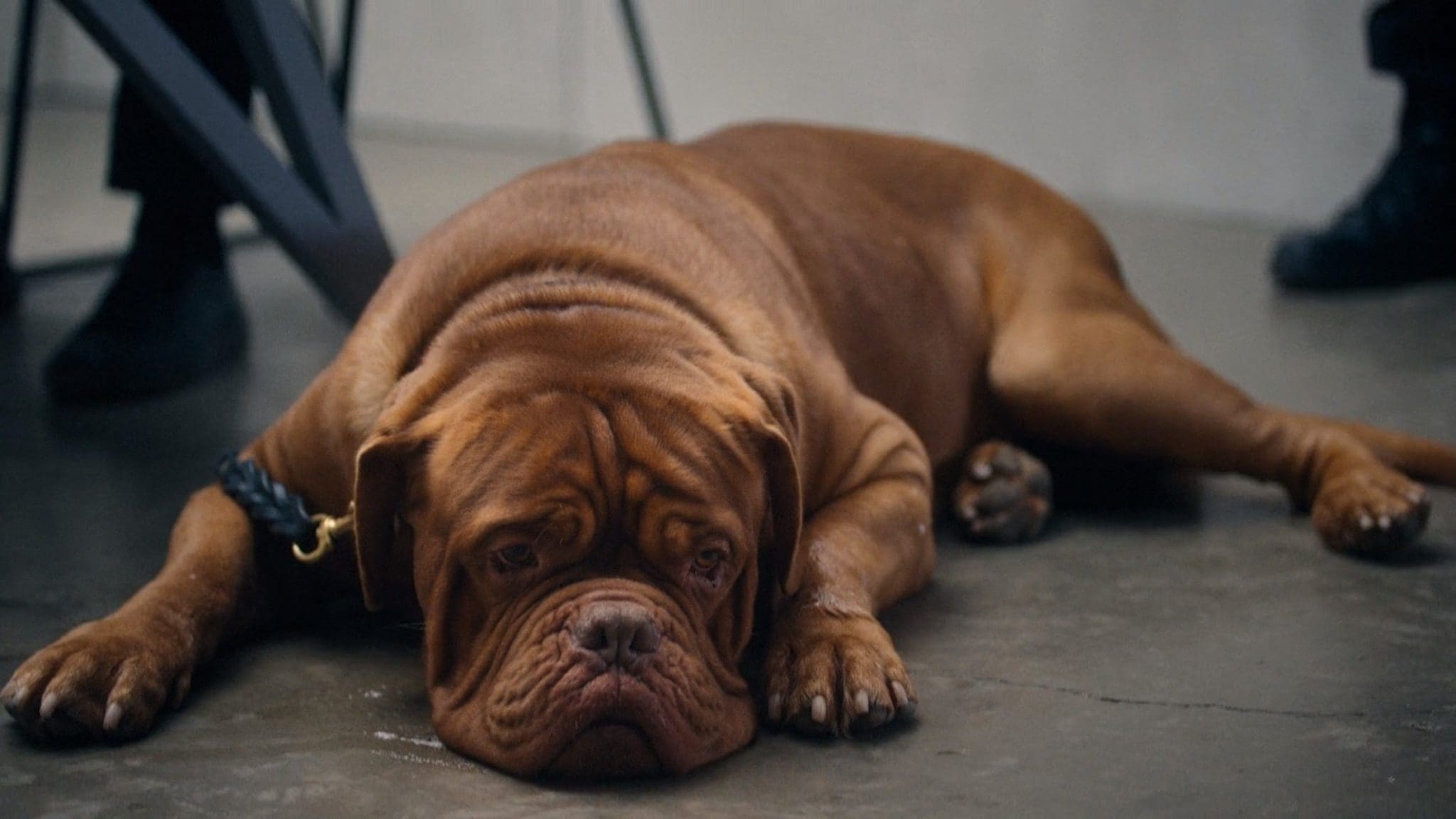 Turner and Hooch Episode 7 Recap To Serve and Pawtect Leisurebyte