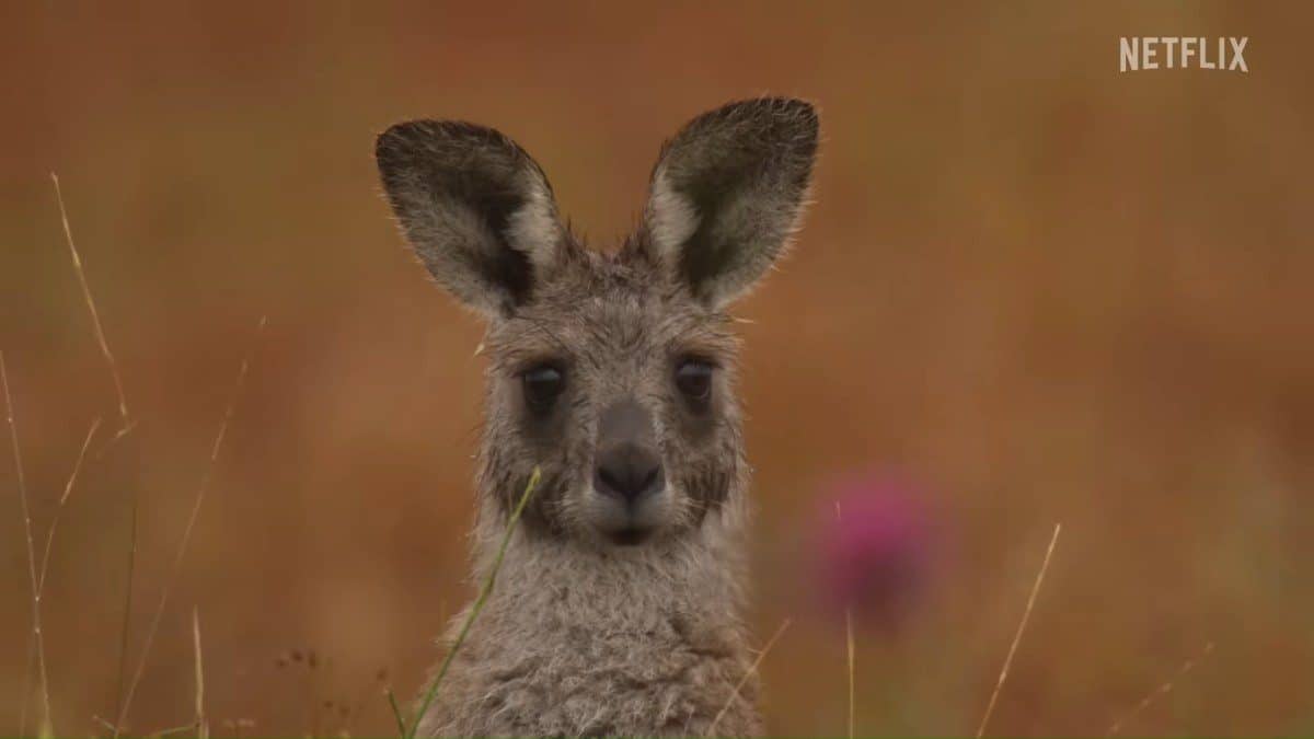 Kangaroo Valley Review Mala's Story of Survival Through the Changing