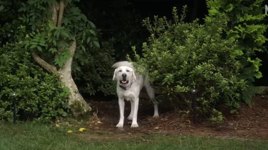 When is Dog Gone Releasing? Everything to Know About Netflix's Real