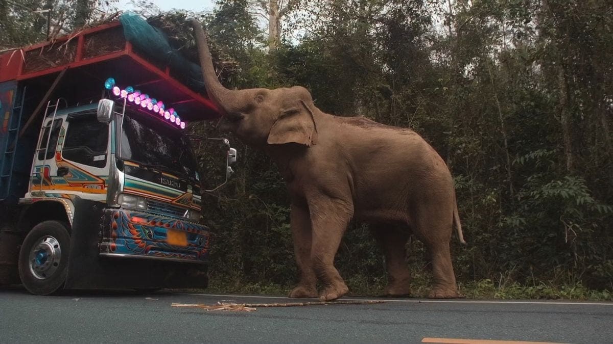 Secrets of the Elephants Review Disney plus