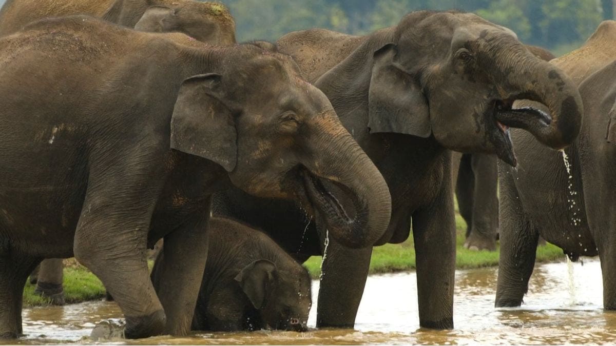 Secrets of the Elephants Review Natalie Portman