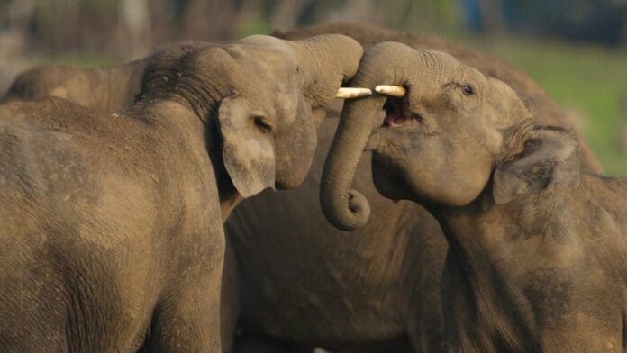 Secrets of the Elephants Review